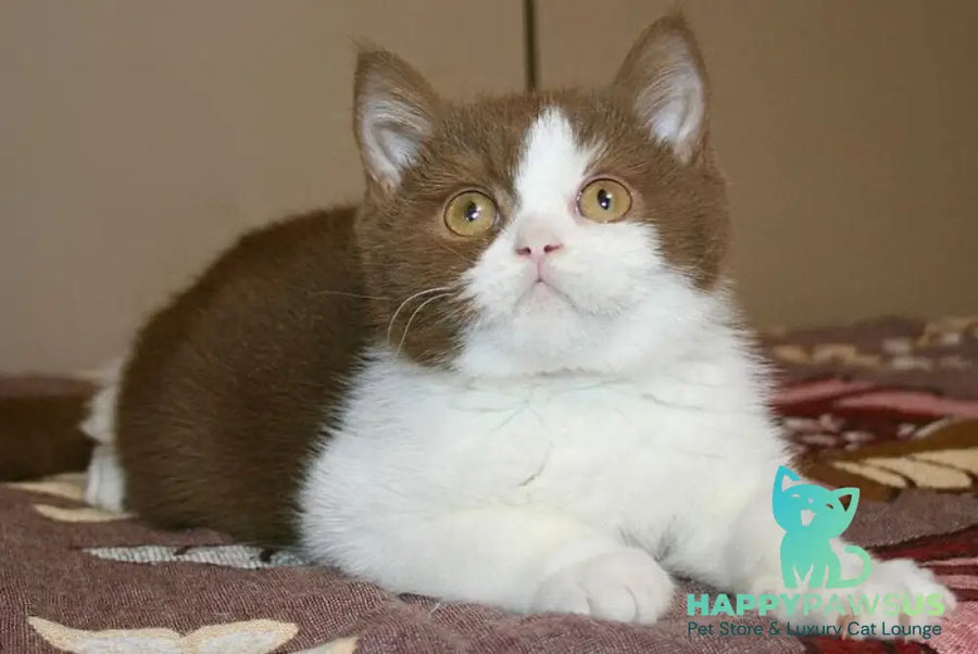 Jonathan British Shorthair male cinnamon bicolour - live animals