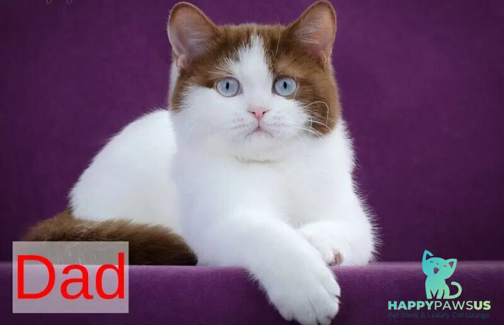 Jonathan British Shorthair male cinnamon bicolour - live animals