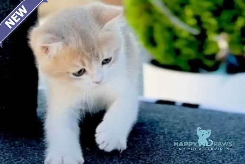 Jonny British Shorthair male blue golden bicolour live animals
