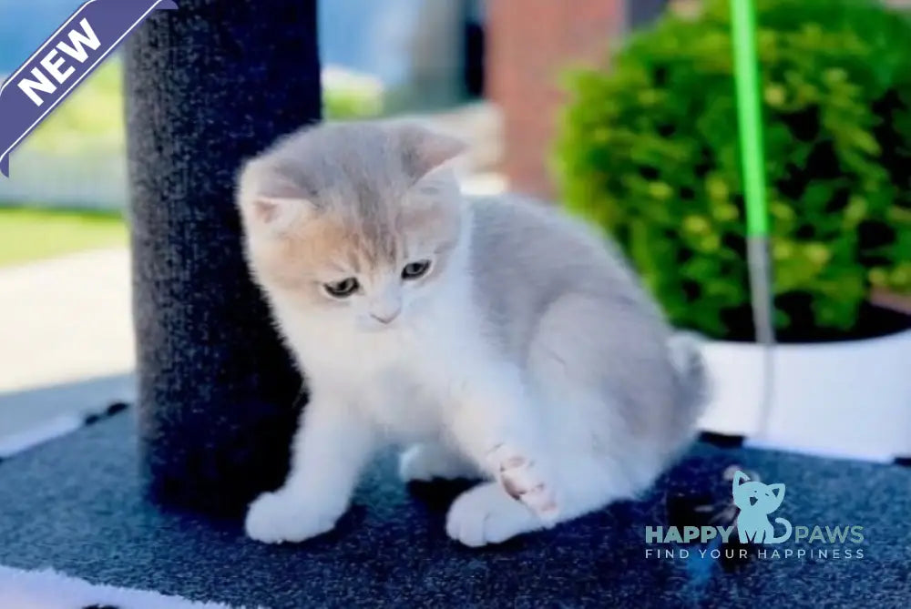 Jonny British Shorthair male blue golden bicolour live animals