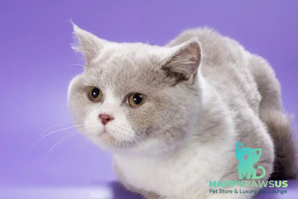 Jonny British Shorthair male lilac bicolour live animals