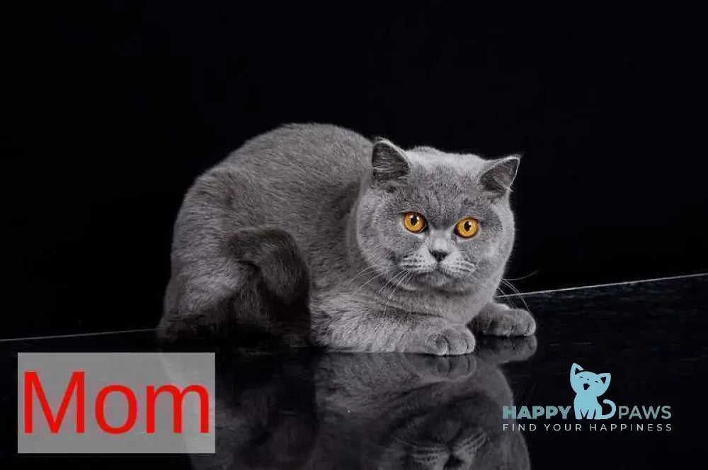 Jonny British Shorthair male lilac bicolour live animals
