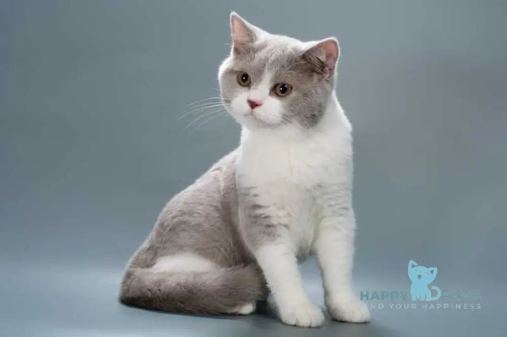 Jonny British Shorthair male lilac bicolour live animals