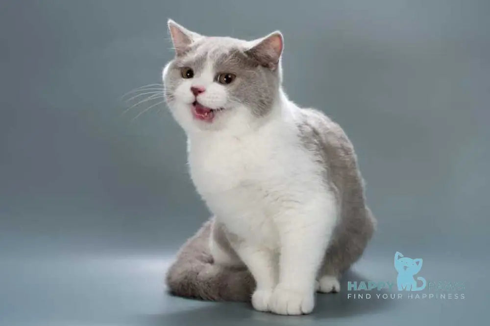 Jonny British Shorthair male lilac bicolour live animals