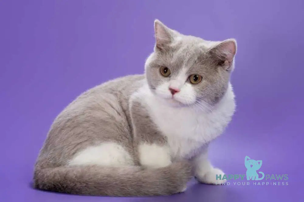 Jonny British Shorthair male lilac bicolour live animals