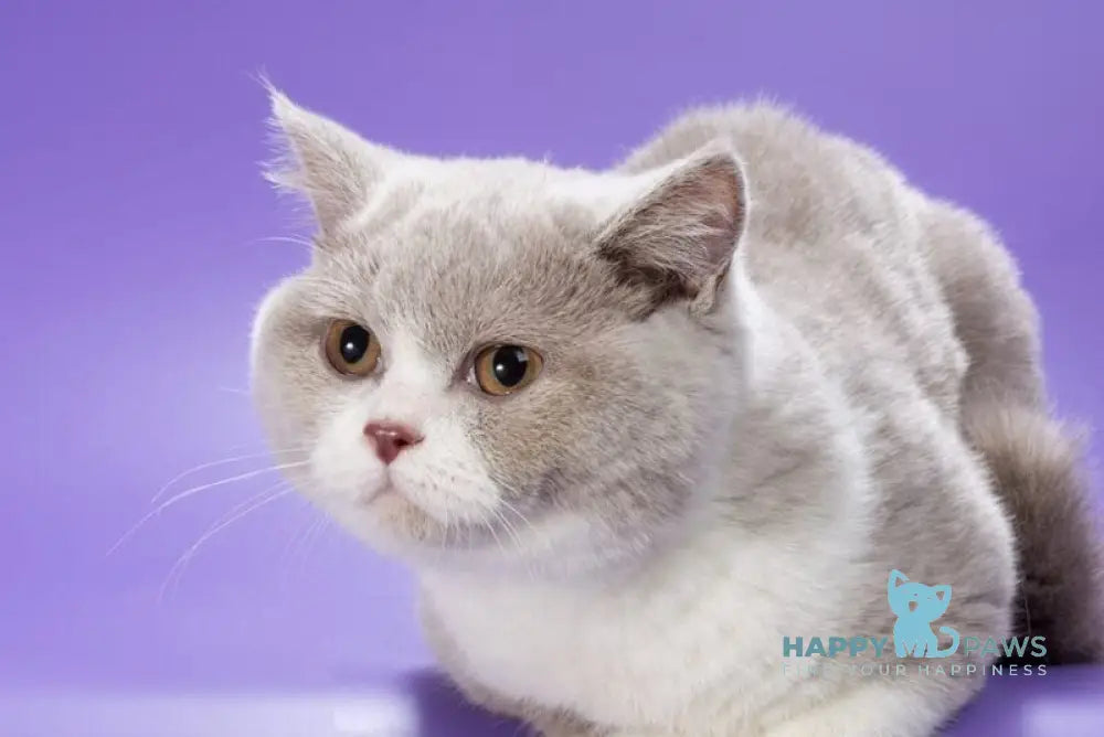 Jonny British Shorthair male lilac bicolour live animals