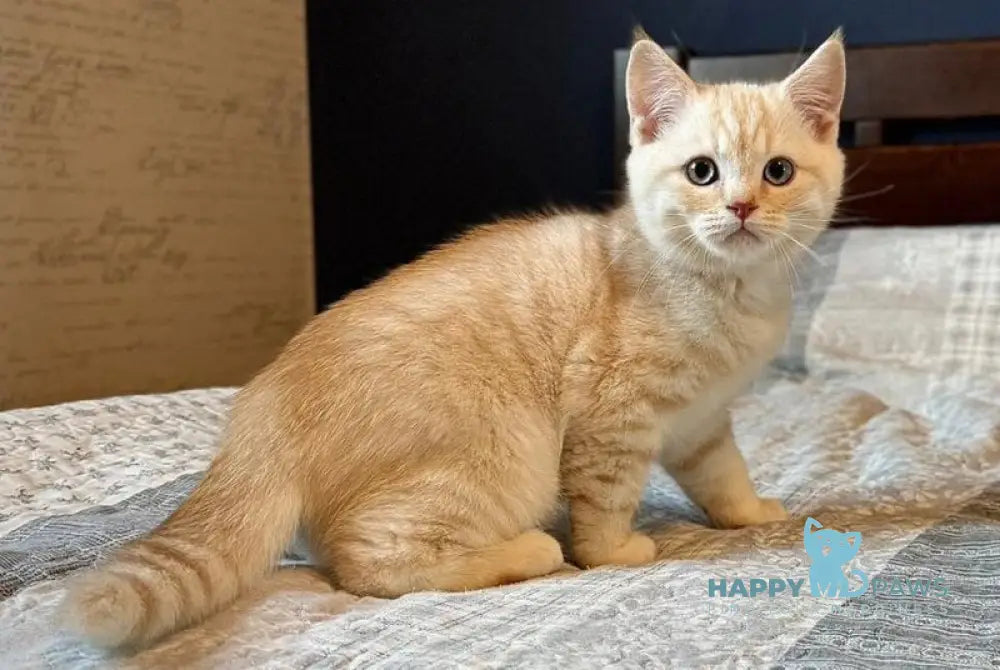 Jonos Scottish Straight male cream silver spotted tabby live animals