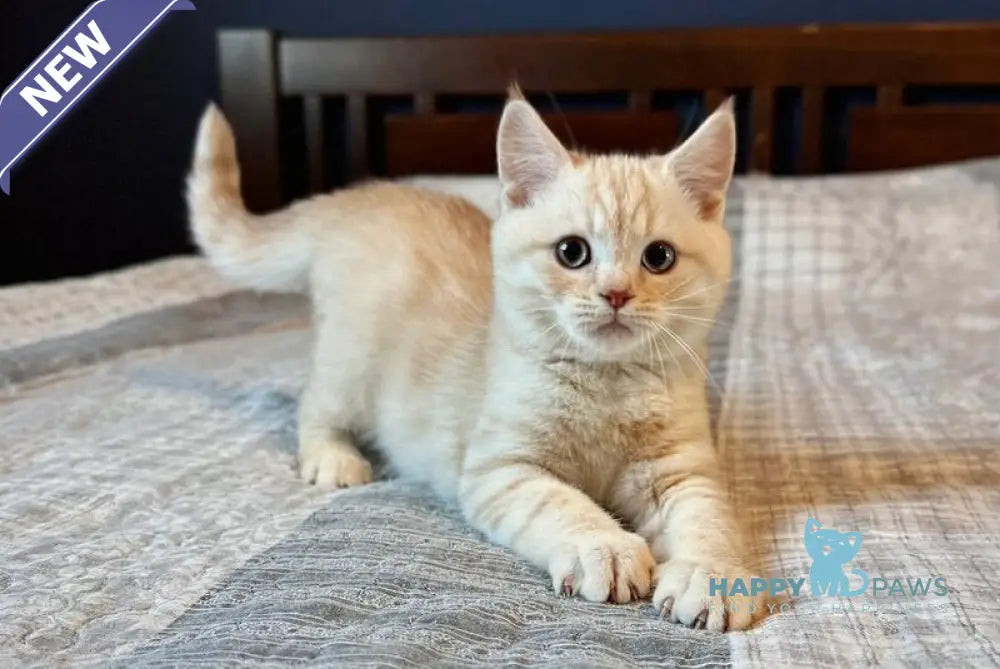 Jonos Scottish Straight male cream silver spotted tabby live animals