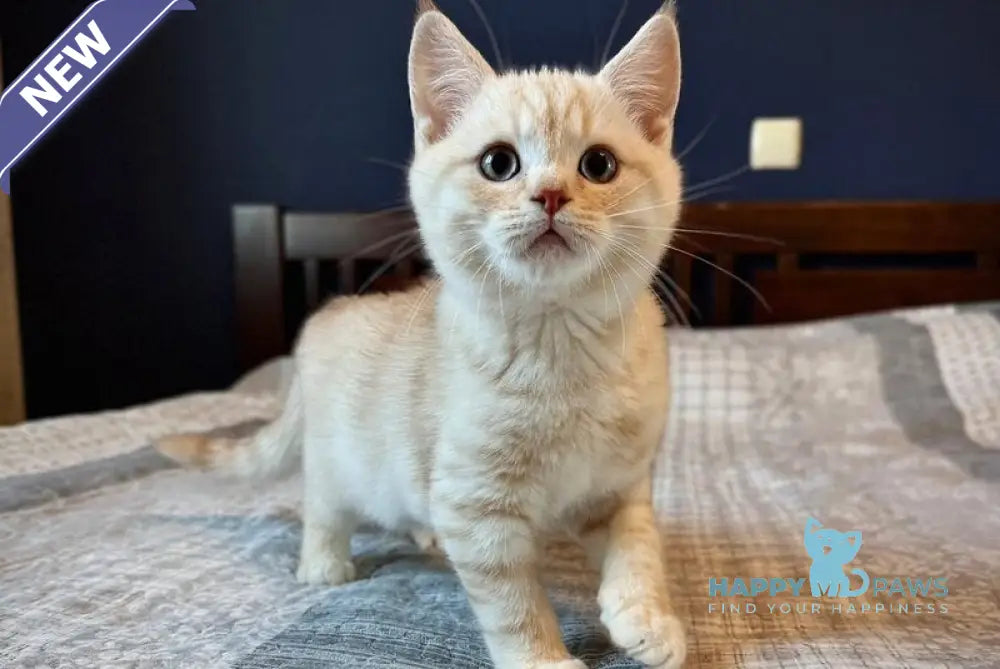 Jonos Scottish Straight male cream silver spotted tabby live animals