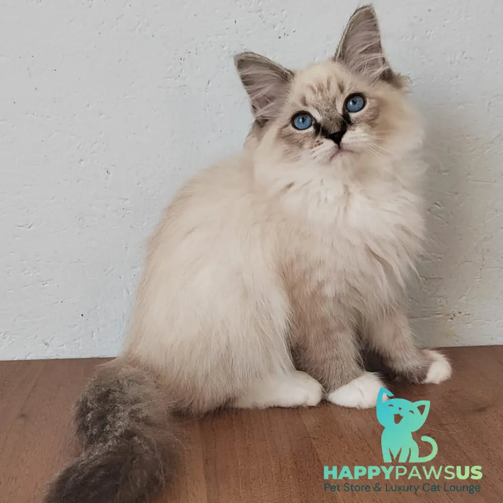 Jora Siberian male black tabby pointed with white - live animals