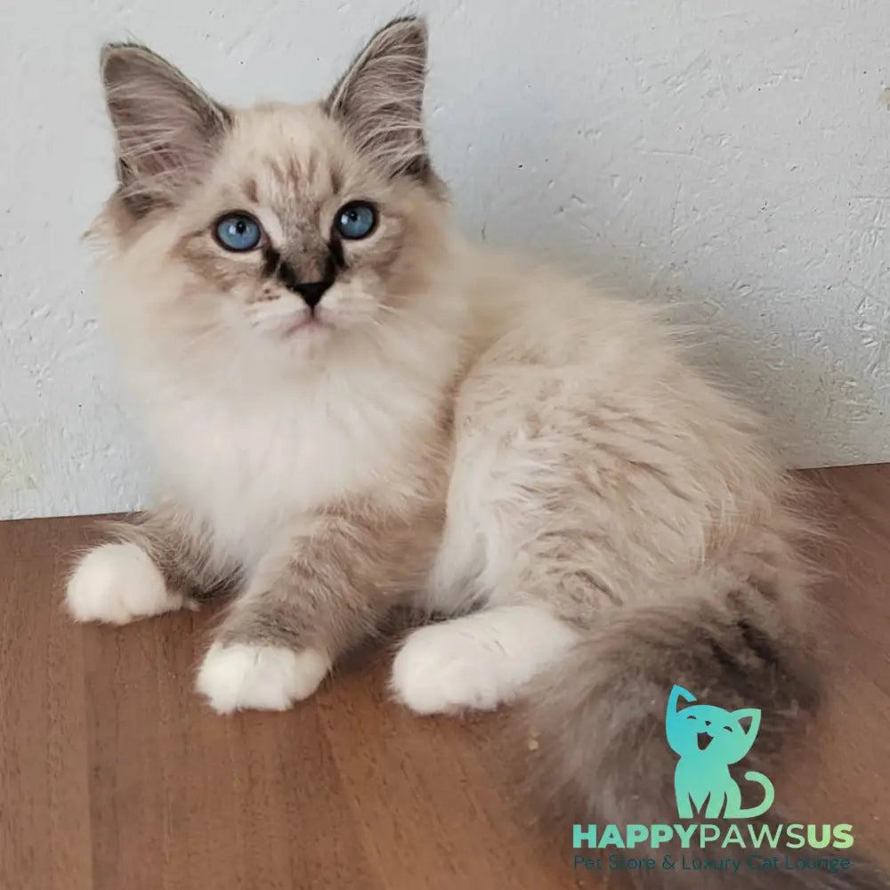 Jora Siberian male black tabby pointed with white - live animals