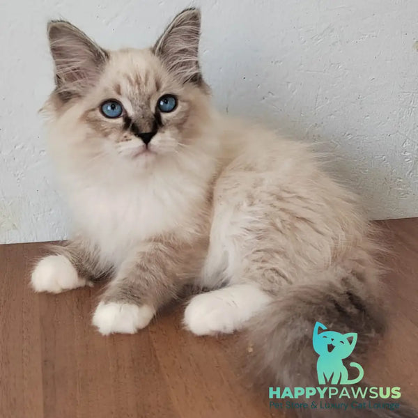 Jora Siberian male black tabby pointed with white - live animals