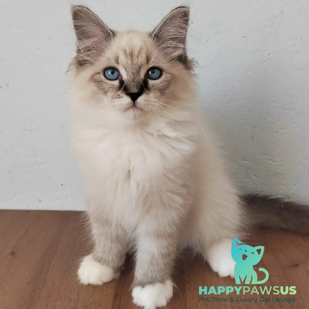 Jora Siberian male black tabby pointed with white - live animals