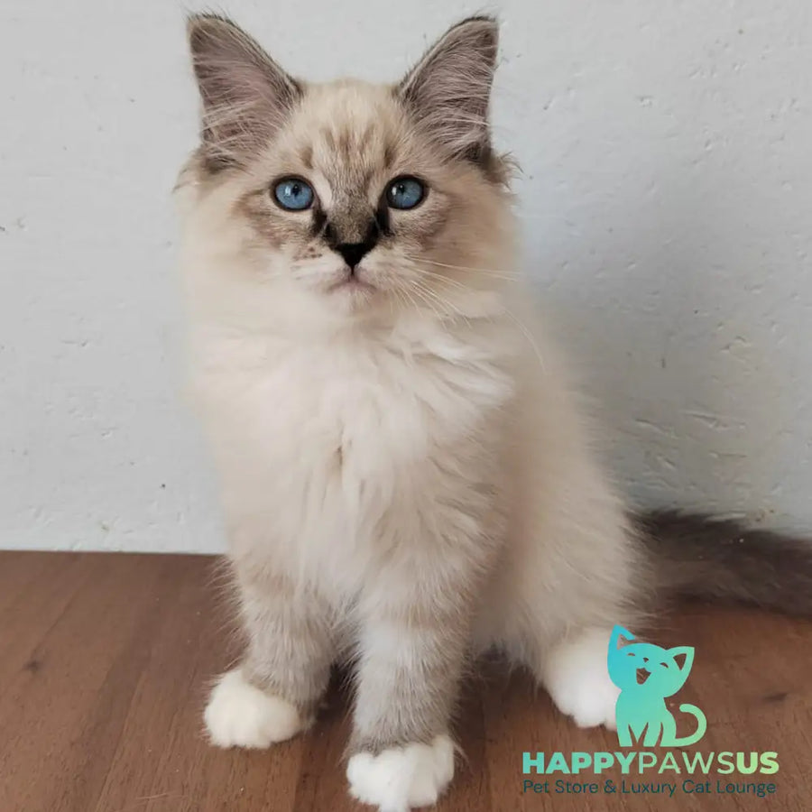 Jora Siberian male black tabby pointed with white - live animals