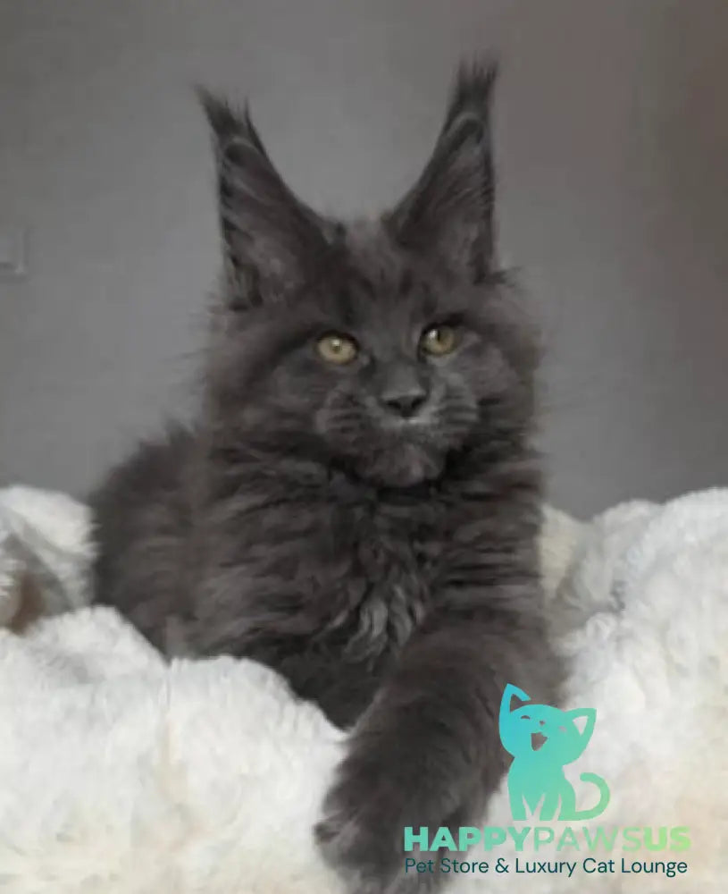 Jordan Maine Coon male blue live animals
