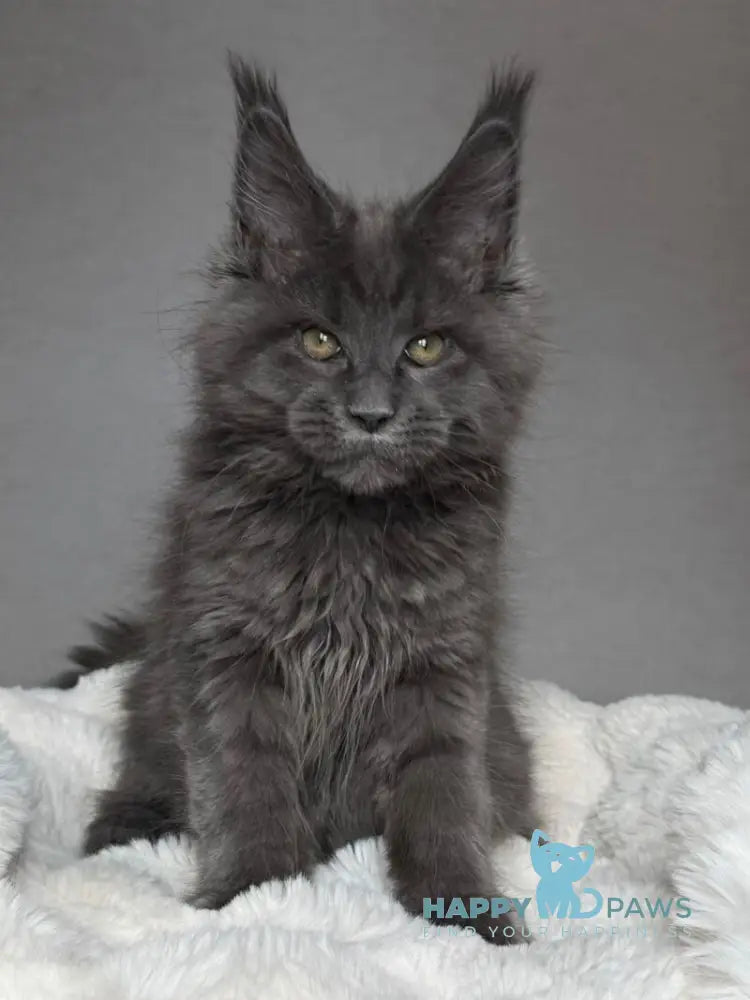 Jordan Maine Coon male blue live animals