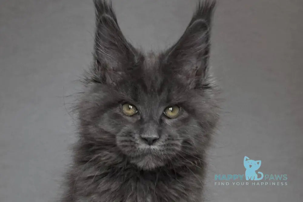 Jordan Maine Coon male blue live animals