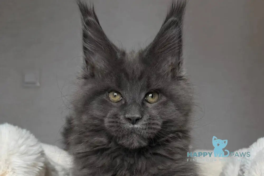 Jordan Maine Coon male blue live animals