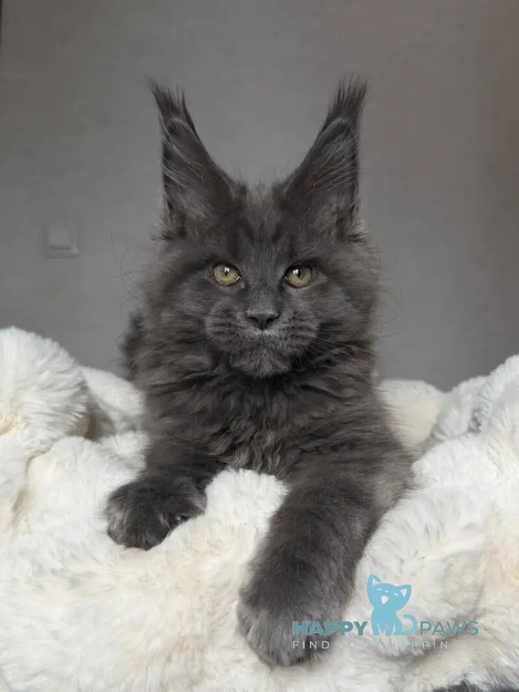 Jordan Maine Coon male blue live animals