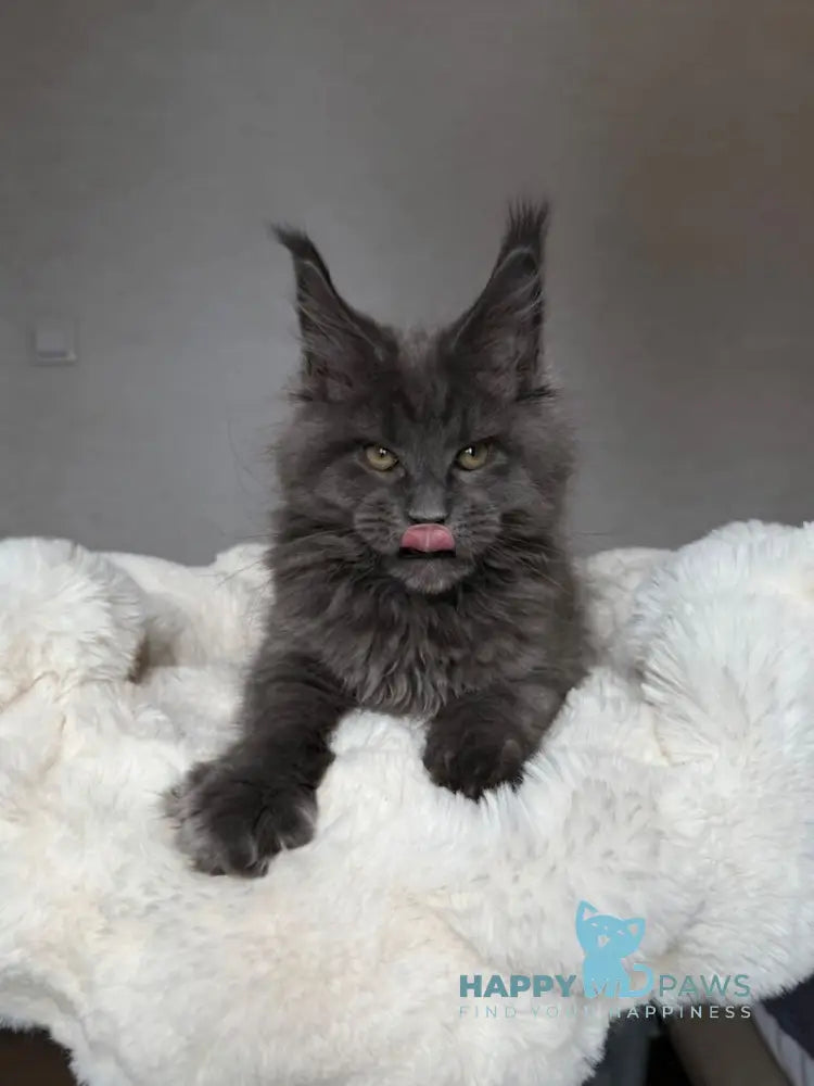Jordan Maine Coon male blue live animals