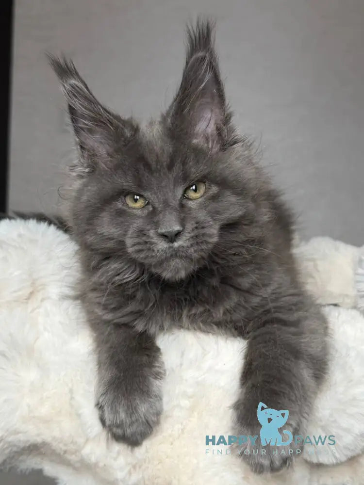 Jordan Maine Coon male blue live animals
