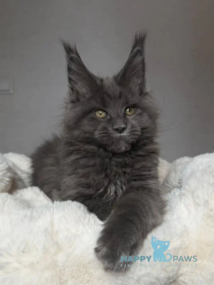 Jordan Maine Coon male blue live animals
