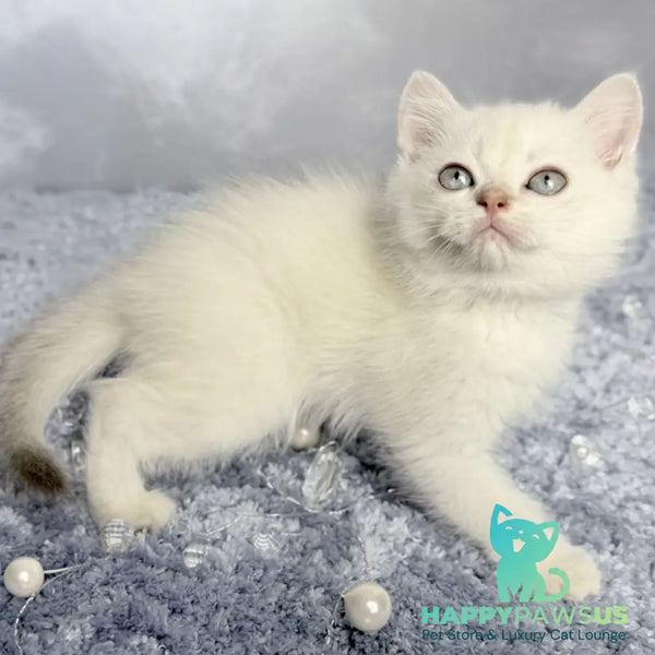 Jordan Scottish Straight female blue golden shaded pointed - live animals