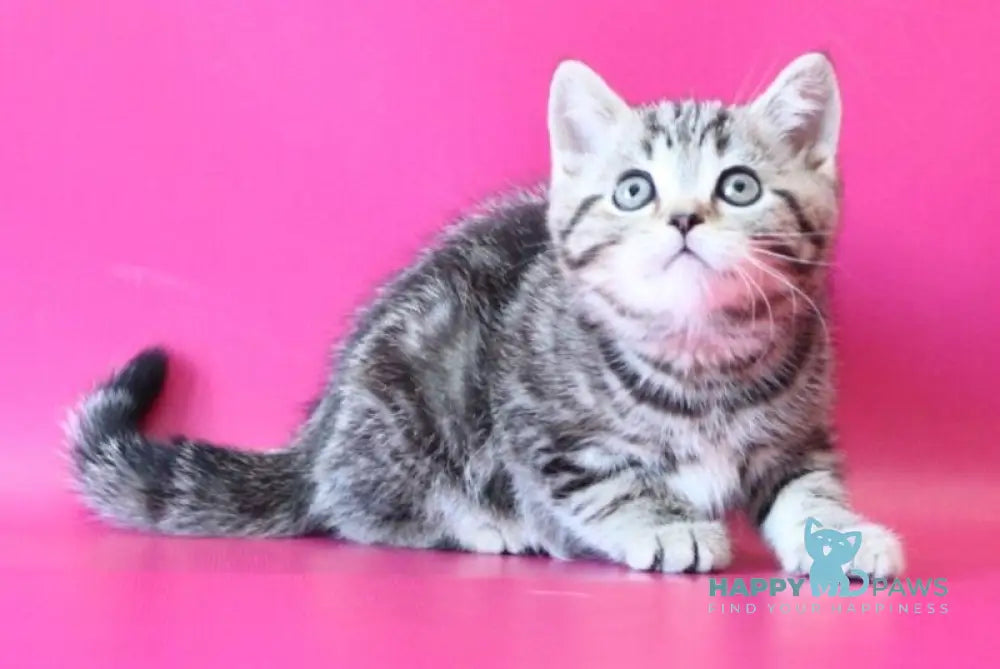 Jordan Scottish Straight male black tabby live animals