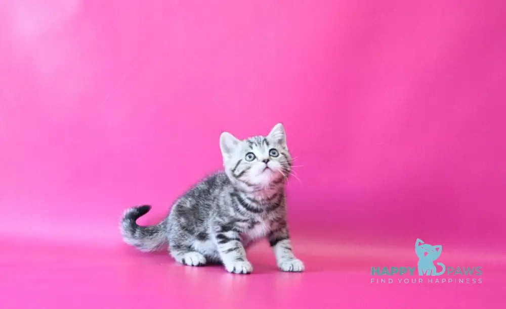 Jordan Scottish Straight male black tabby live animals