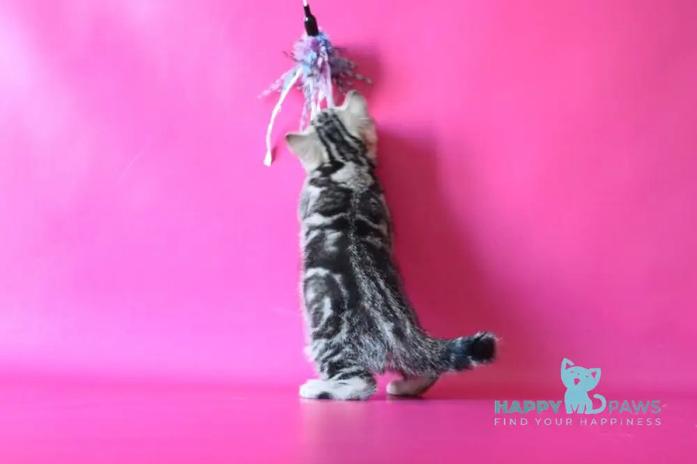 Jordan Scottish Straight male black tabby live animals