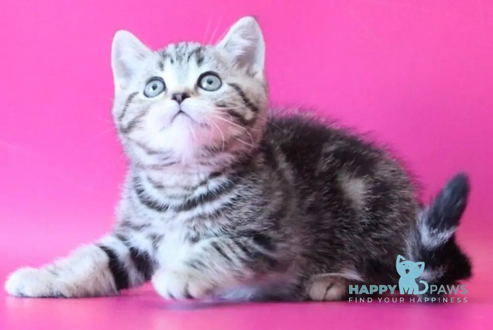 Jordan Scottish Straight male black tabby live animals