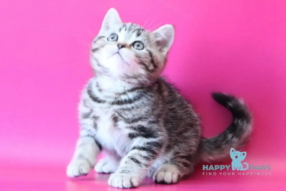 Jordan Scottish Straight male black tabby live animals