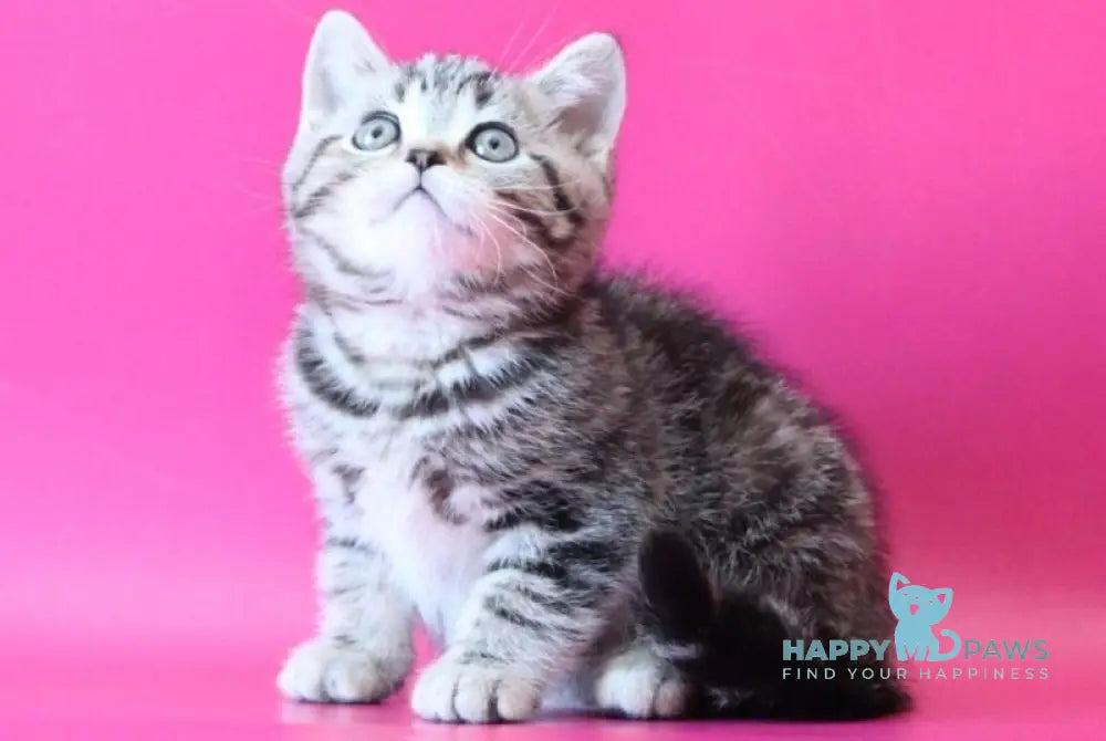 Jordan Scottish Straight male black tabby live animals