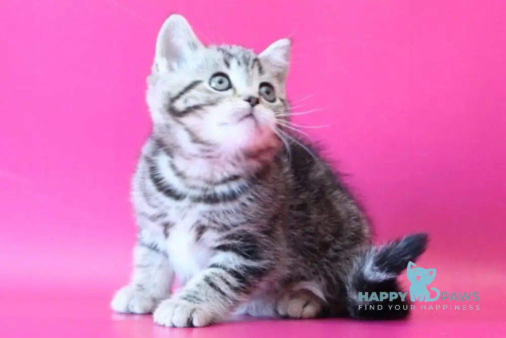 Jordan Scottish Straight male black tabby live animals