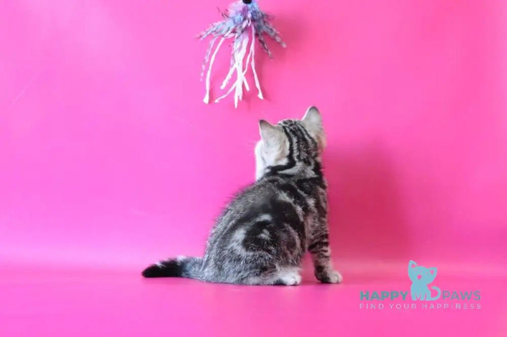 Jordan Scottish Straight male black tabby live animals