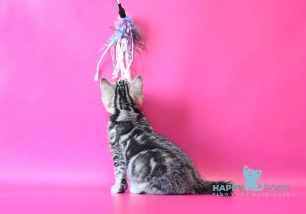 Jordan Scottish Straight male black tabby live animals