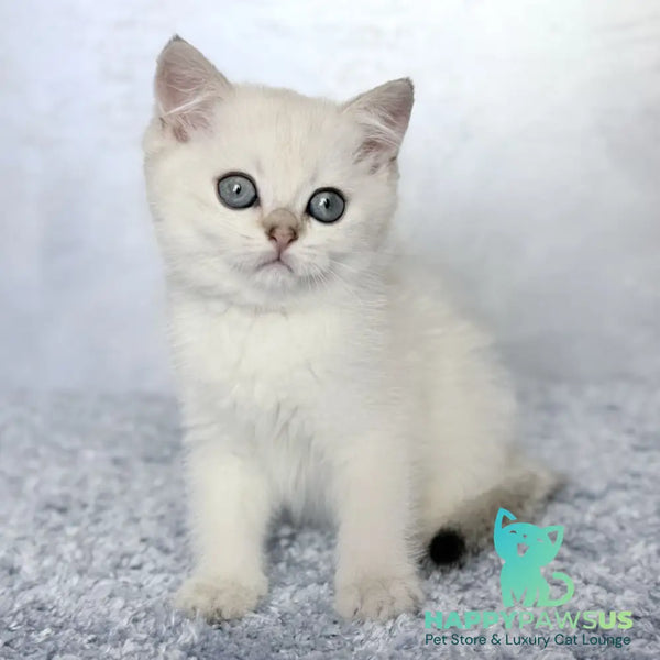Josef Scottish Straight female black golden shaded pointed - live animals
