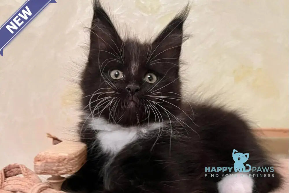 Joseph Maine Coon male black bicolour live animals