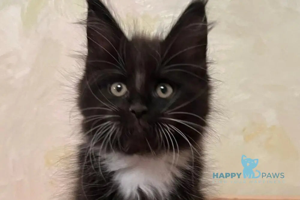 Joseph Maine Coon male black bicolour live animals