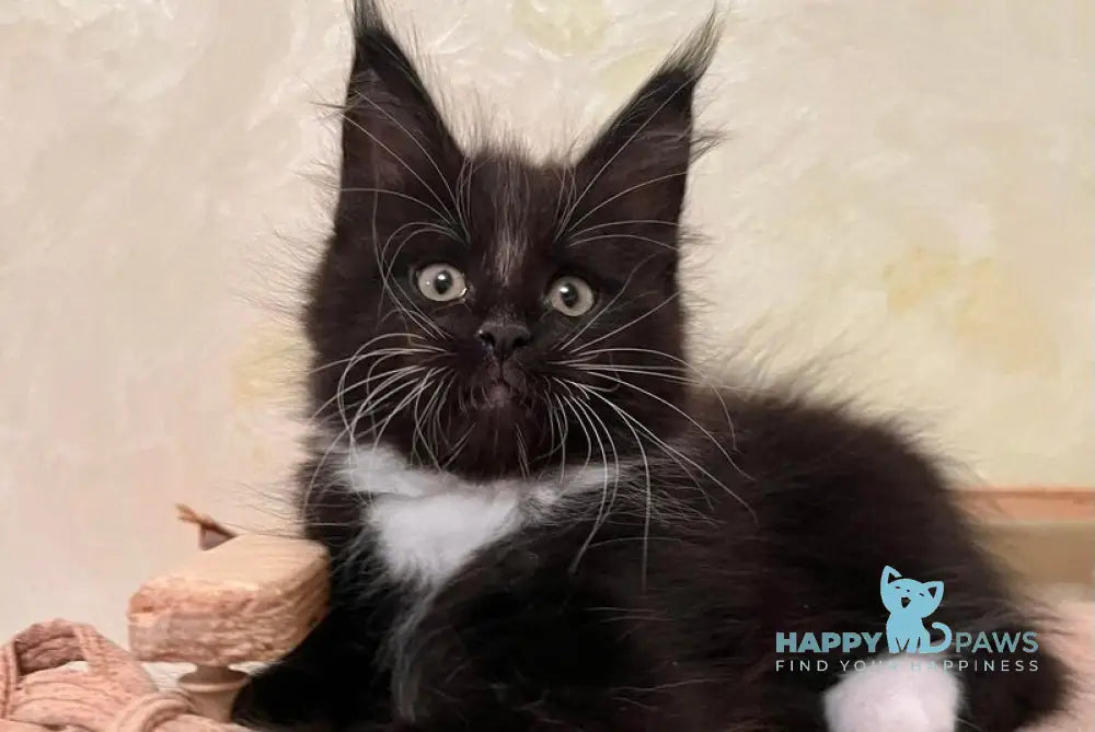 Joseph Maine Coon male black bicolour live animals