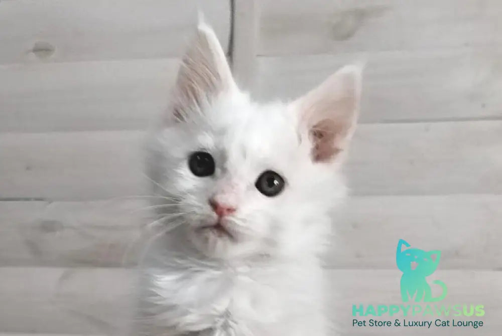 Joseph Maine Coon male white - live animals
