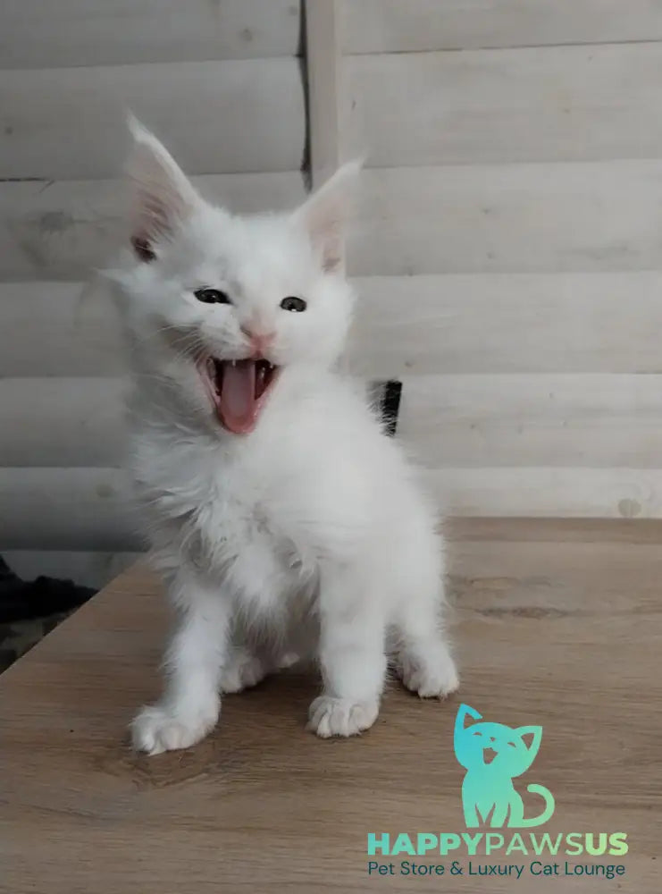 Joseph Maine Coon male white - live animals