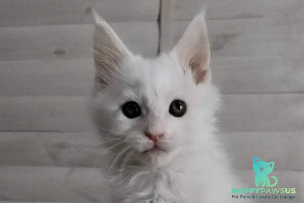 Joseph Maine Coon male white - live animals