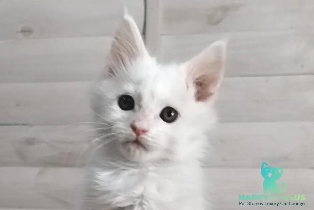 Joseph Maine Coon male white - live animals