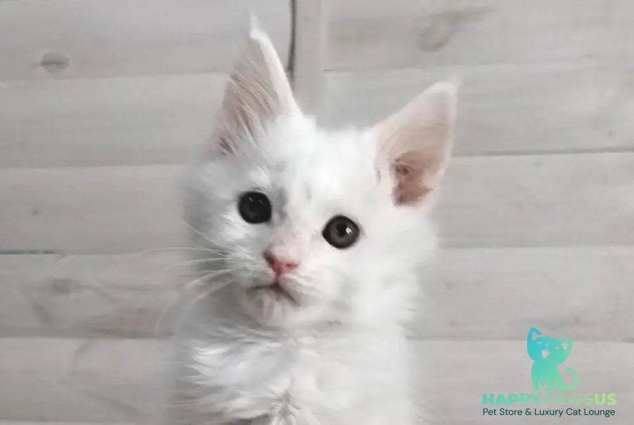 Joseph Maine Coon male white - live animals