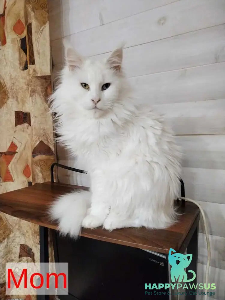Joseph Maine Coon male white - live animals