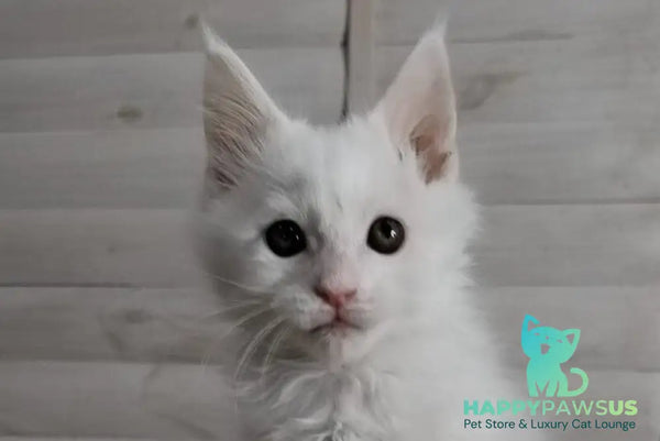 Joseph Maine Coon male white - live animals