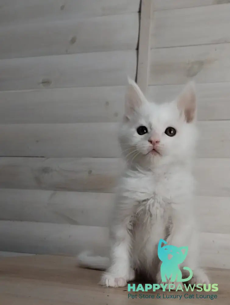 Joseph Maine Coon male white - live animals