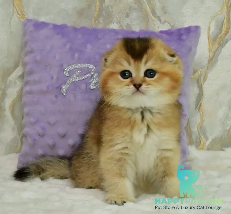 Joseph Scottish Fold male black golden ticked tabby - live animals