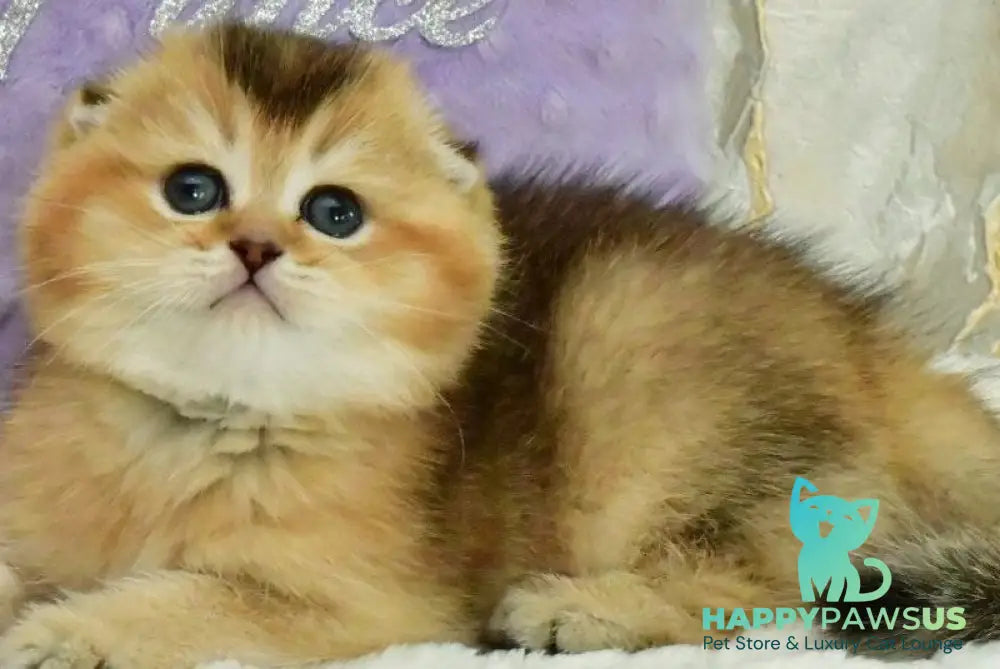 Joseph Scottish Fold male black golden ticked tabby - live animals